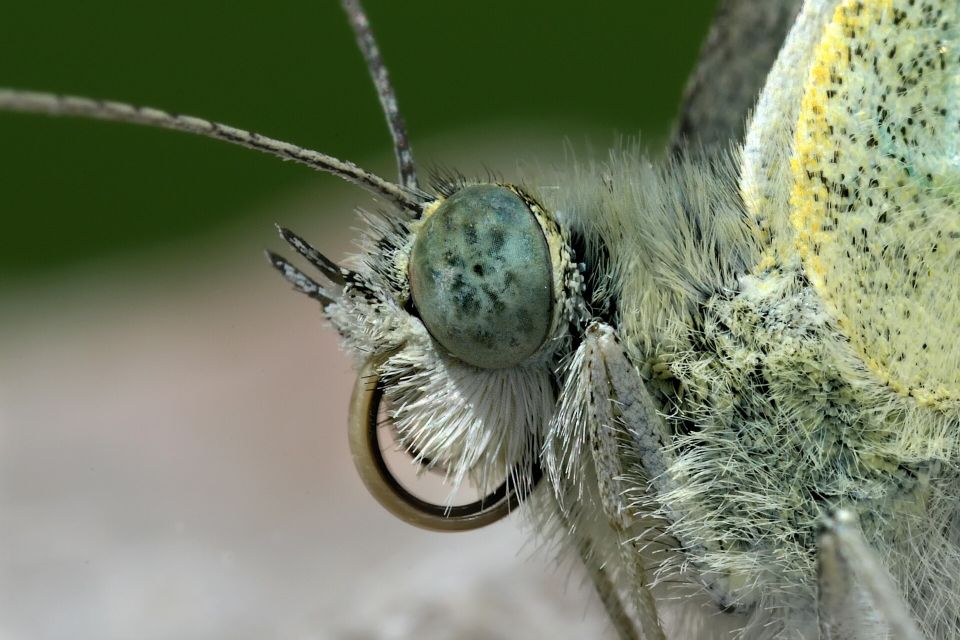 Kopf und Saugrüssel des Kleinen Kohlweißlings