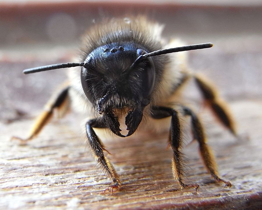 Nahaufnahme einer Wildbiene