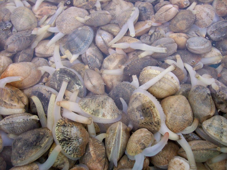 Muscheln bei der Nahrungsaufnahme