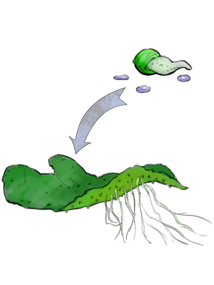 philodendron florida ghost green Philodendron Florida Ghost main image 0