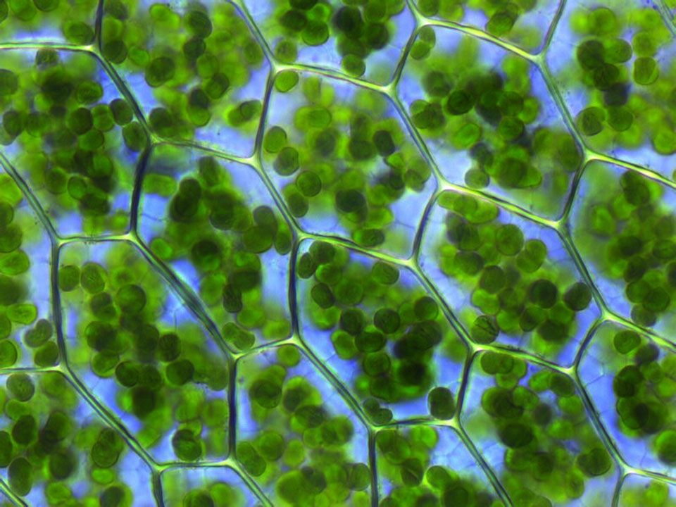 grüne Kügelchen in pflanzlichen Blattzellen