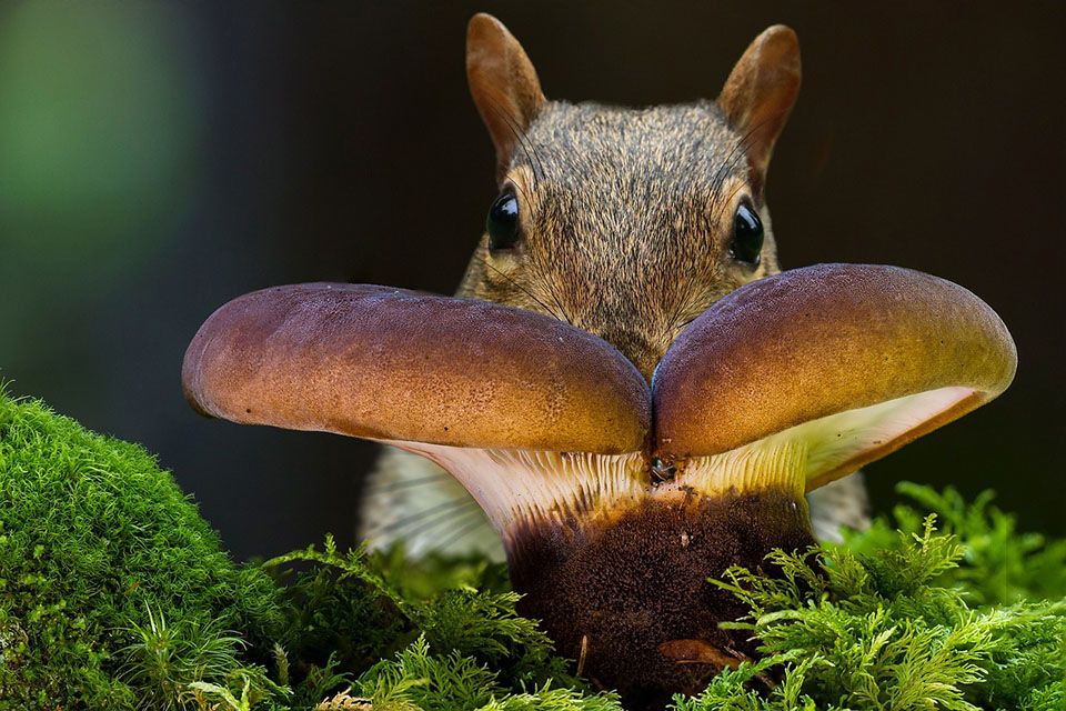ein Eichkätzchen versteckt frisst einen Pilz in einem Moosbett