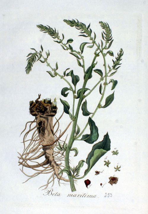 Illustration einer Wilden Zuckerrübe, mit Wurzel und Blattwerk.