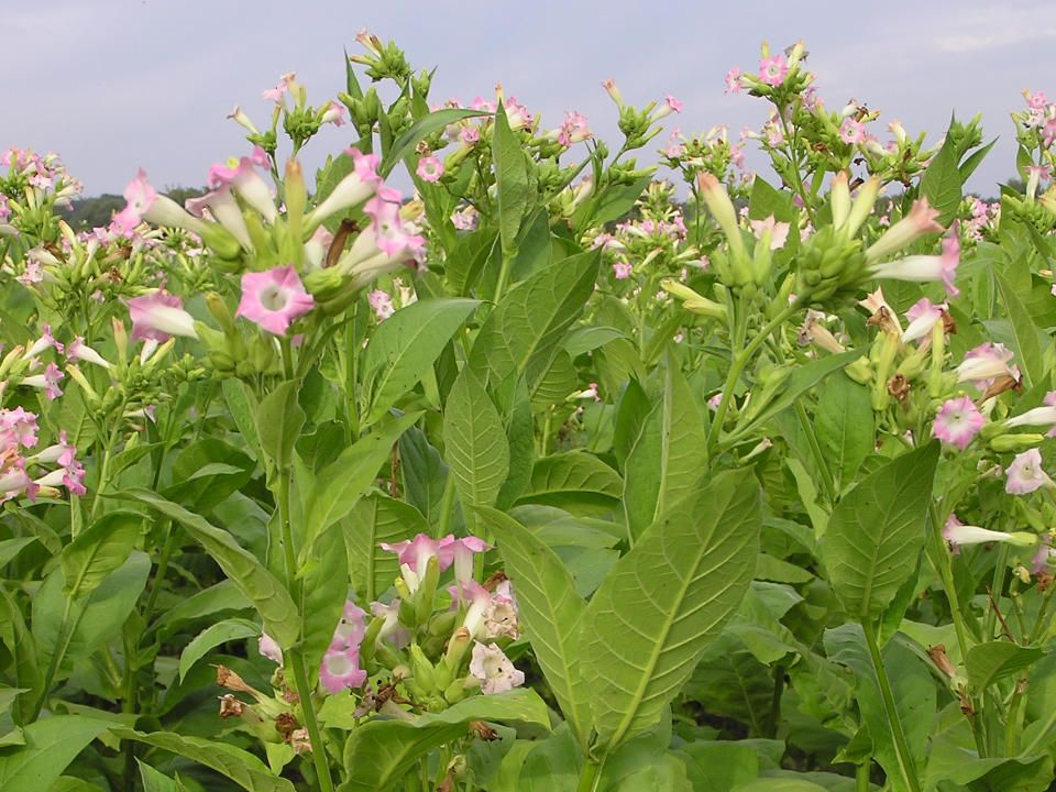 Die Blätter der Tabakpflanze werden fermentiert, getrocknet und fein geschnitten