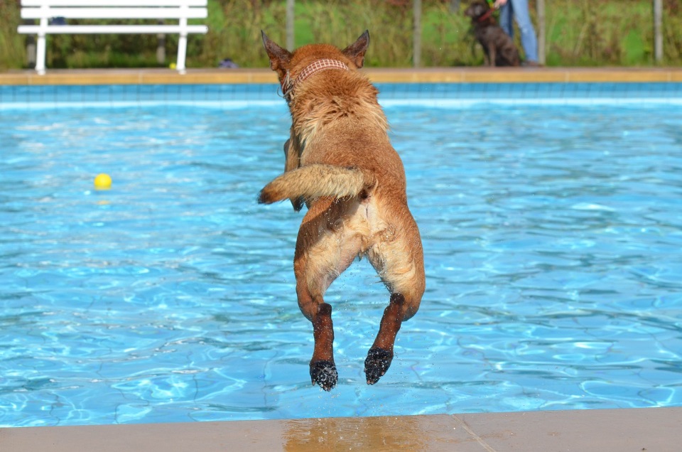 Ein Hund Springt ins Wasser