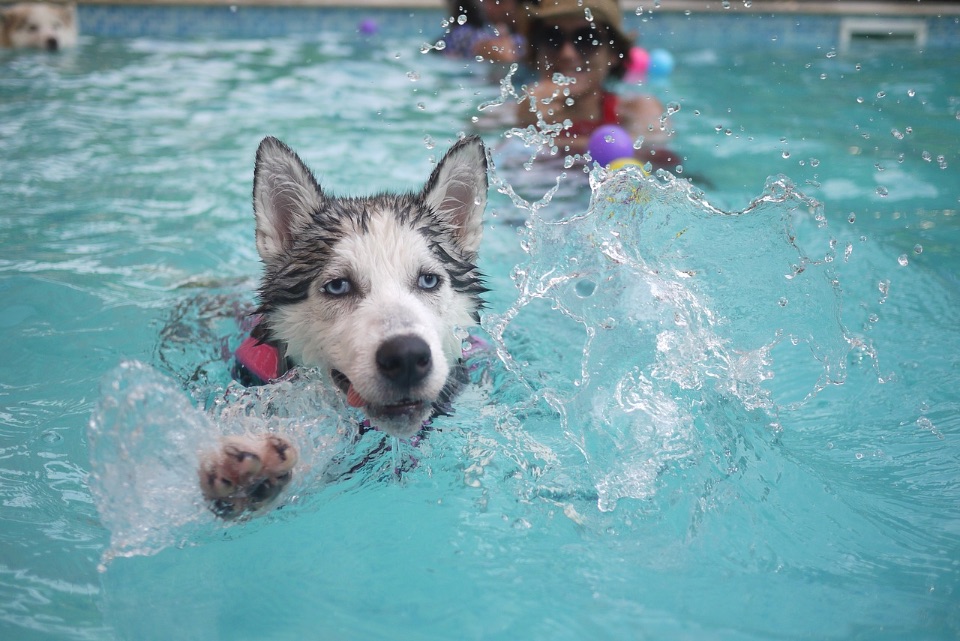 Ein Hund schwimmt