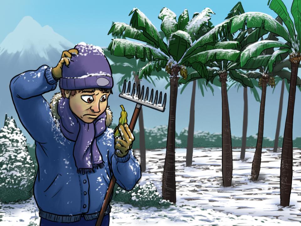 Illustration, lustig, Bananenplantage im Schnee, ein junger Mann mit einer verschrumpelten winzigen Banane in der Hand, krazt sich fragend am Kopf.
