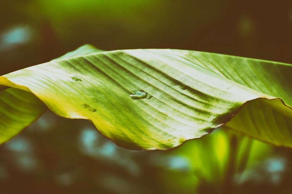 Ein großes Blatt eines Bananengewächs mit kleinen Wassertropfen oder Regentropfen darauf, Nahaufnahme 