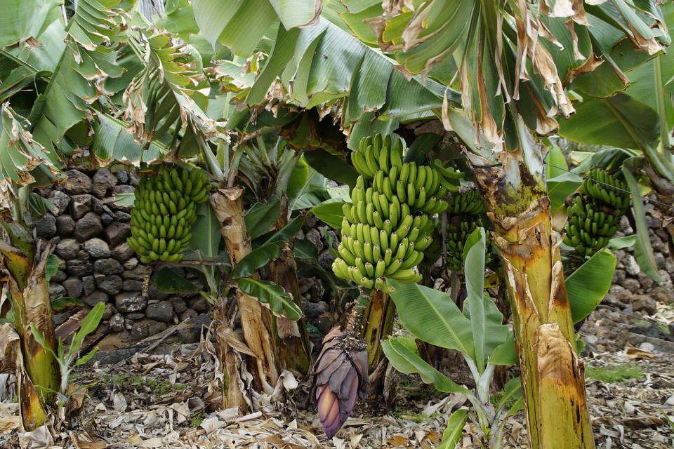Nahaufnahme,Eine Bananenplantage mit unfreifen Bananen, 3-4 Bäume Bananenbäume