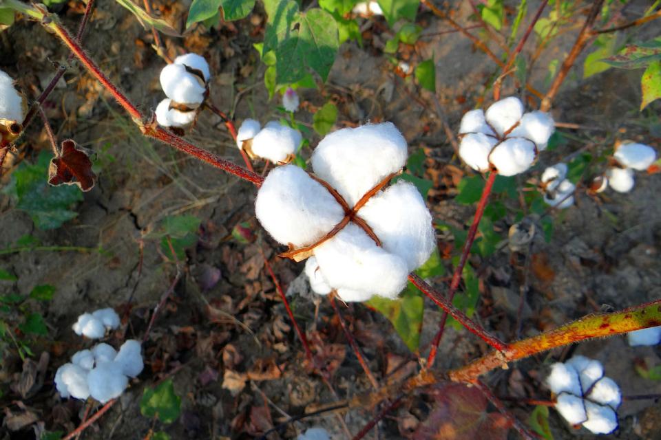 Baumwolle - mehrere Baumwollpflanzen mit Samenfasern reifer weißer Baumwollfrüchte