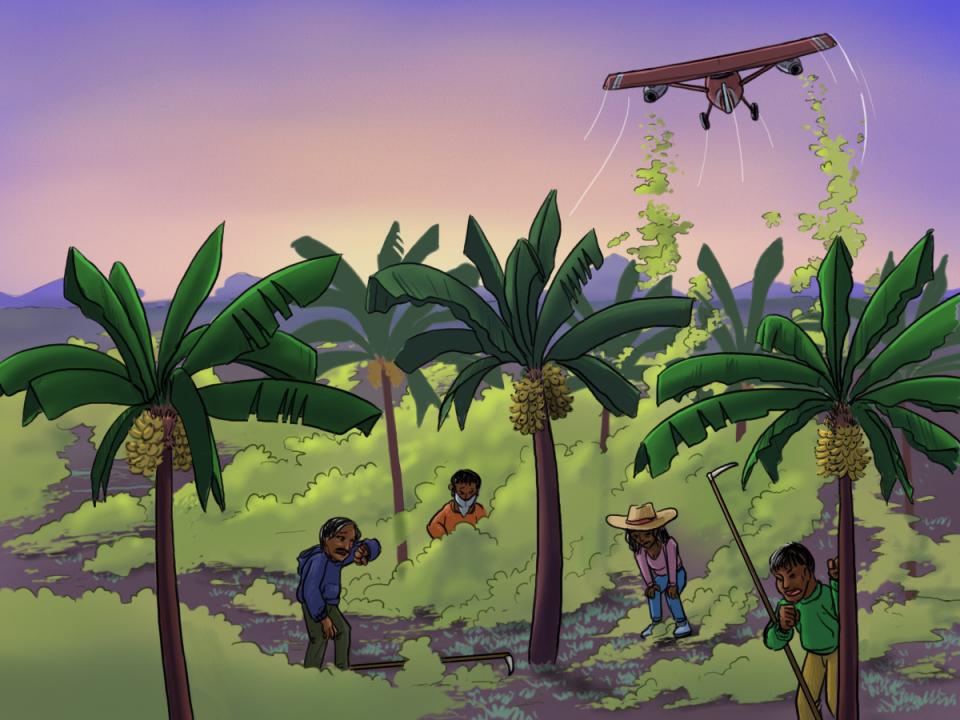 Illistration, Ein Flugzeug sprüht Pestizide, als grüne Wolken dargestellt, über eine Bananenplantage und deren Arbeiter, welche zwischen Bananenbäumen stehend husten und nach Luft schnappen.