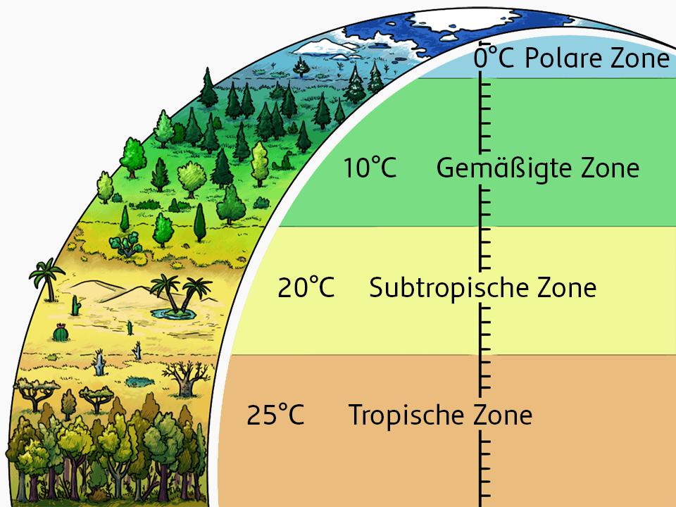 Eine schematische Zeichnung der Erdkugel im Querschnitt mit der Darstellung der Durchschnittstemperaturen in den vier Klimazonen und deren Fauna und Flora.