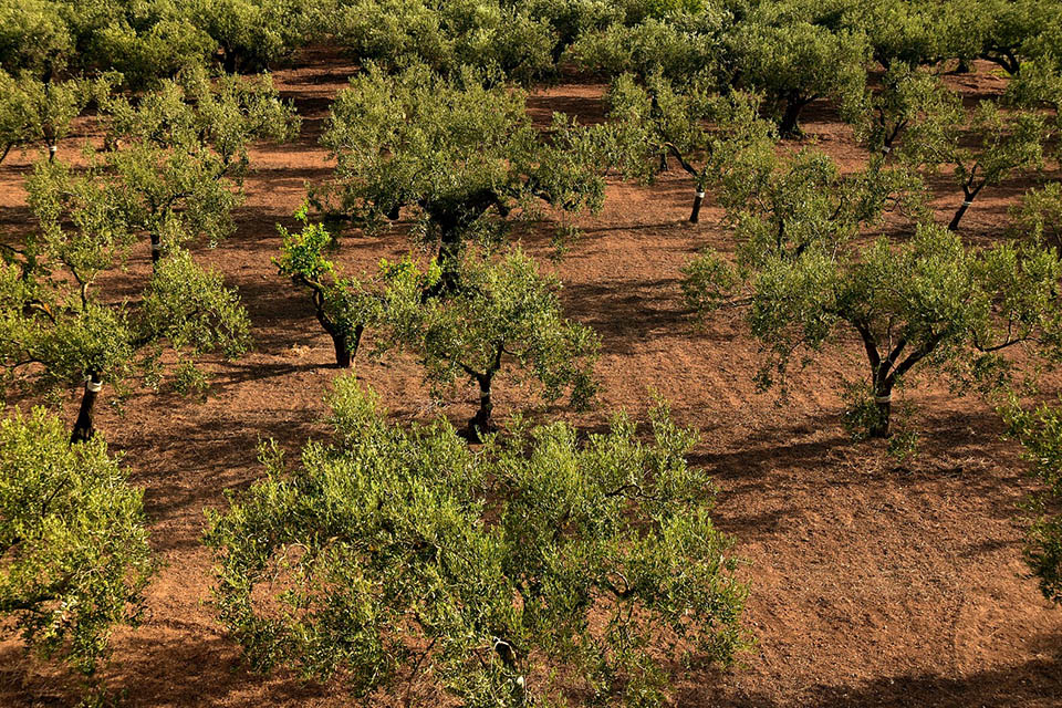 Foto eines Feldes mit einer Menge Olivenbäumen, die bei sonnigem Wetter lange Schatten werfen.