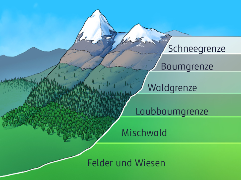 eine farbige schematische Darstellung der Höhenstufen mit deren Pflanzenwelt