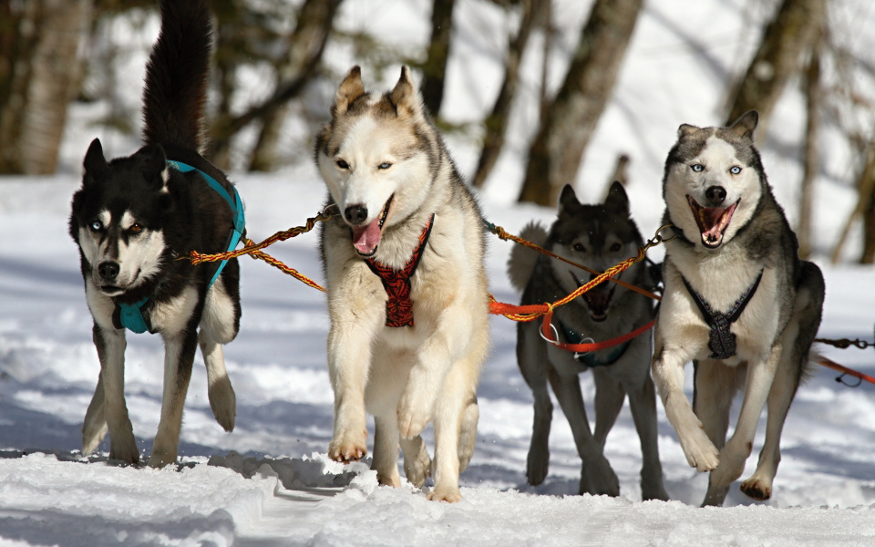 Ein Bild von vier hechelnden und aneinandergeleihnten Schlittenhunden im arktischen Schnee.