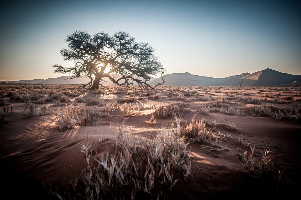 Ein Bild von einem Baum in einer sandingen Dornenlandschaft