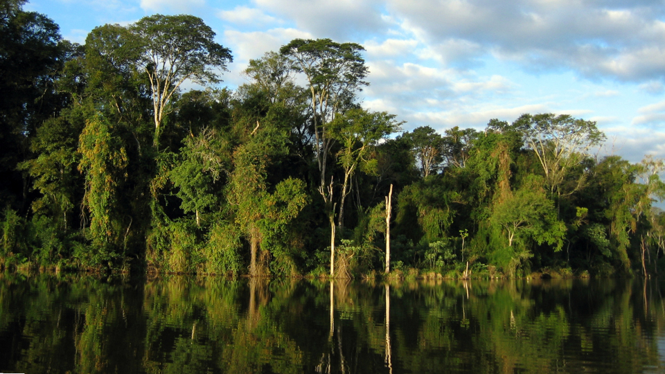 Eine Nahaufnahmevom Tropischen Regenwald bei Tag und Bäumen die sich im Wasser spiegeln.