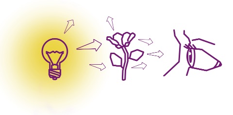 Licht breitet sich von einer Glübirne zu einer Blume aus und wird von der Blume Richtung Auge reflektiert