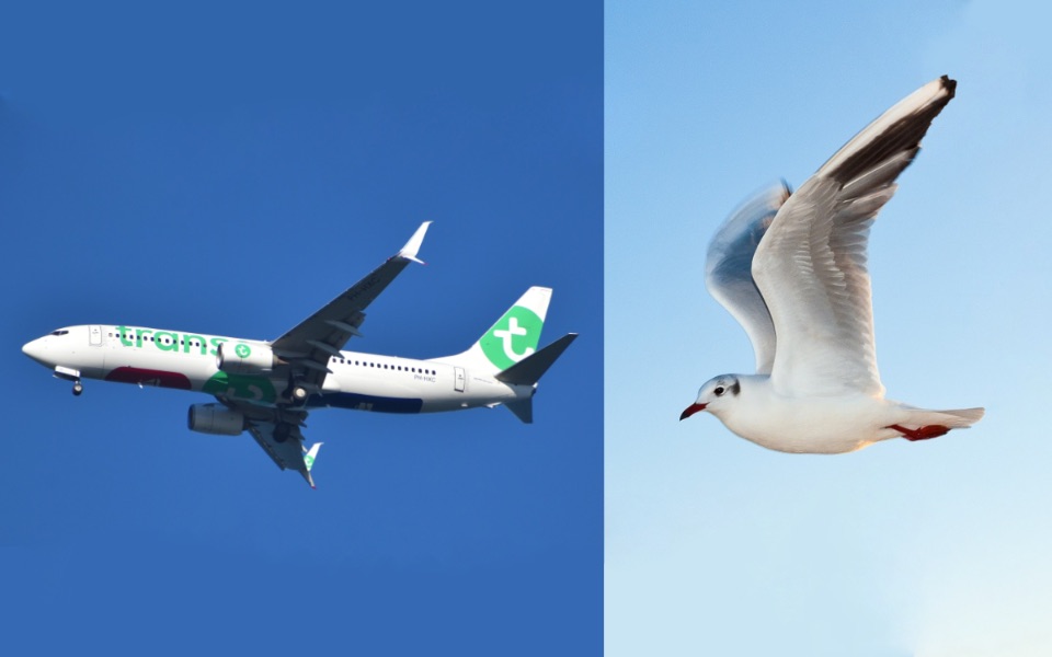 Der Winkel und die Form der Flügel machen es möglich, dass Vögel und Flugzeuge fliegen können. 