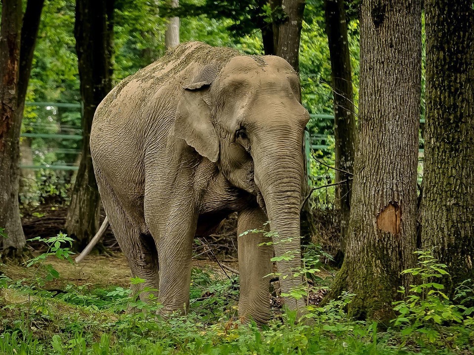 indischer Elefant