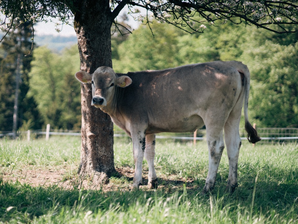 Kühe im Gras im Schatten