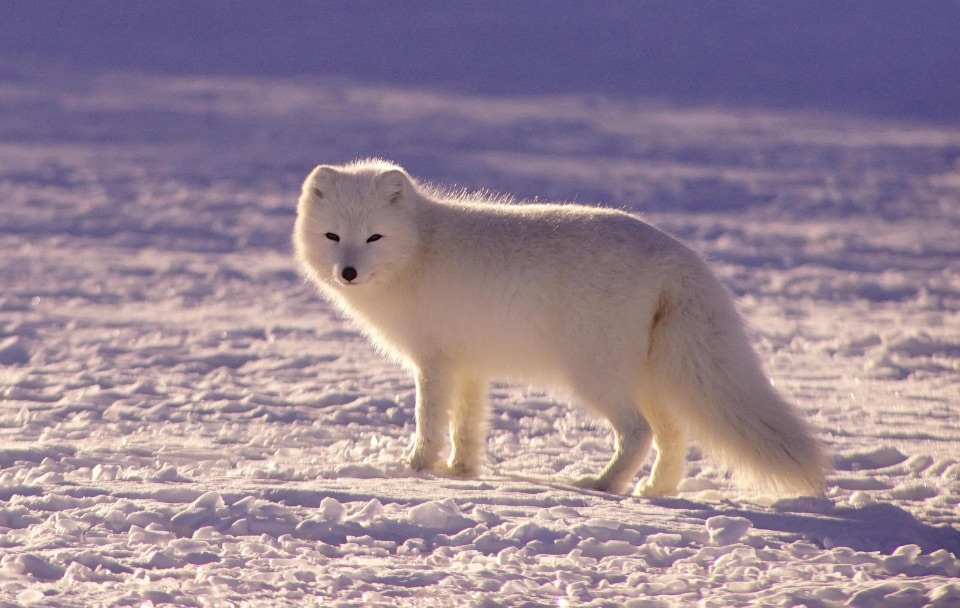 Polarfuchs