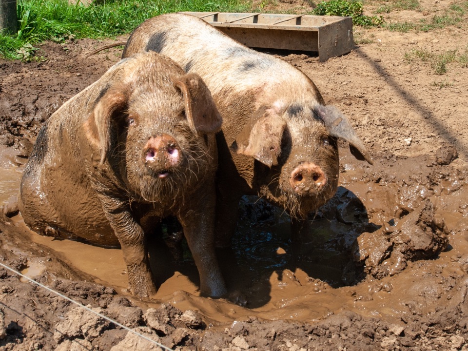 Schweine in der Suhle