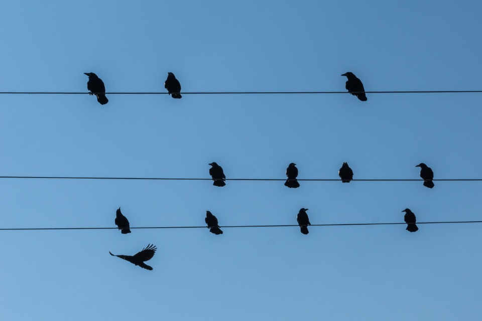 Vögel auf einer Stromleitung