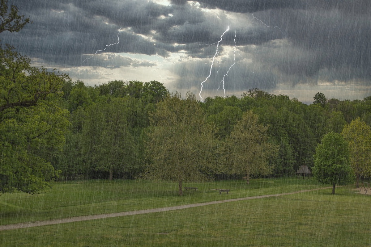 Bäume bei Gewitter